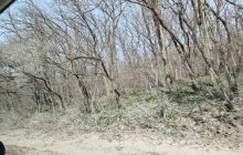 Краевед рассказал, во что превратились леса в оккупированном Крыму