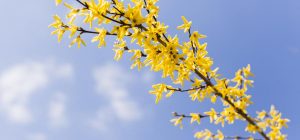 Розмножуємо форзицію в серпні: перевірений метод для дачників