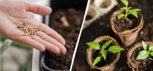 Чому насіння не проростає: основні помилки та рішення