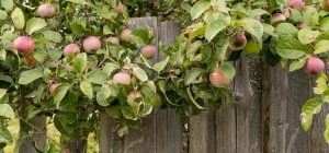 Как увеличить урожай яблок: садоводы назвали 8 растений, которые нужно сажать возле дерева