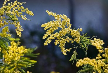 11 березня по всій Україні буде тепло, але є нюанс (карта)