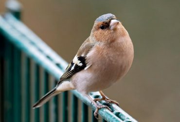 20 березня в Україну почне заходити довгоочікуване тепло (карта)