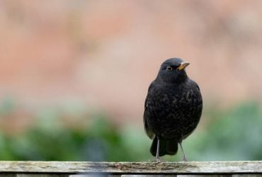 Легкий подих осені: яким буде останній понеділок літа в Україні (карта)