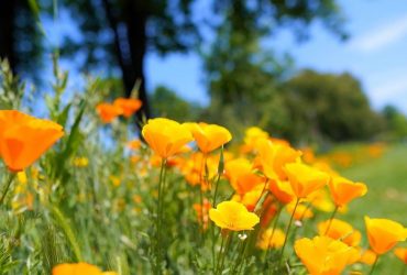 В среду Украину накроет долгожданное 20-градусное тепло (карта)