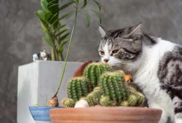 Чому коти кривлять морду, коли щось нюхають: експерти пояснили таку особливість тварин