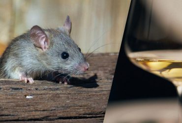 Природжені сомельє: учені з'ясували, що щури здатні розрізняти вина