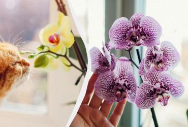 Орхідея не цвіте: флорист дав два лайфхаки, як виправити ситуацію