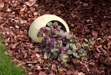 Як довго можуть жити рослини та чи здатні вони вмирати від старості: пояснення біологів