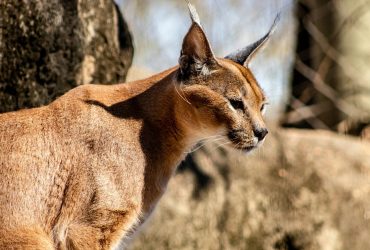 Природжений хижак: цікаві факти про одну з найбільших кішок у світі