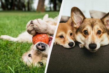 Породы собак без линьки и запаха псины: они идеально подойдут для квартиры