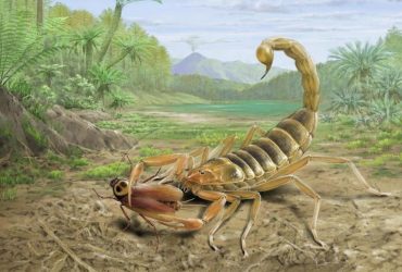 В Китае нашли редкую окаменелость ядовитого скорпиона возрастом 125 миллионов лет