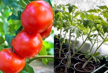 Помидоры в горшке будут процветать и радовать плодами круглый год: 7 советов садоводов