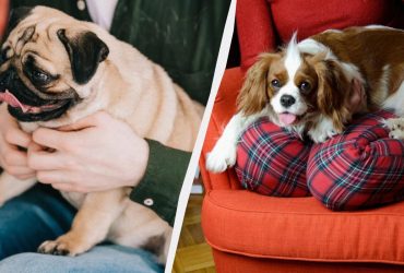 Едят все подряд, не болеют, не приносят проблем: какие собаки самые неприхотливые