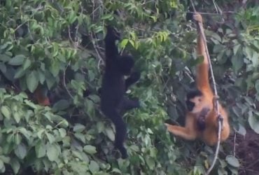 Во Вьетнаме заметили уникального детеныша второй по редкости обезьяны в ​​мире (видео)