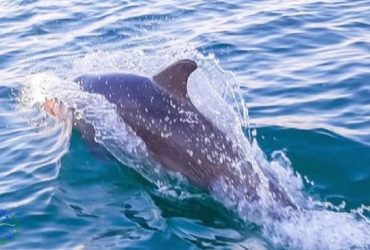 В заповеднике в Одесской области заметили первых дельфинов