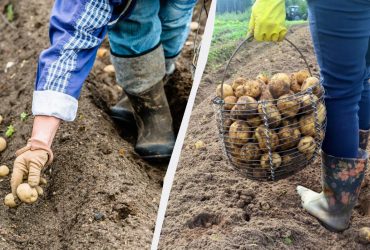 Подвійний урожай забезпечено: ось що потрібно кинути в лунку під час посадки картоплі