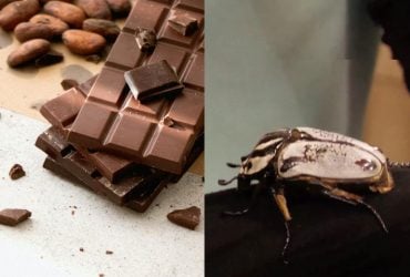 Один из самых крупных жуков на Земле может исчезнуть из-за любви людей к шоколаду