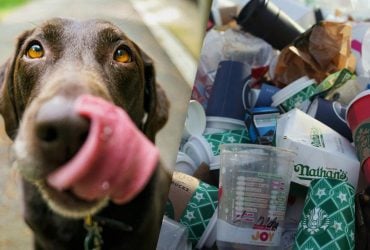 Как отучить собаку рыться в мусоре: дрессировщица раскрыла секрет