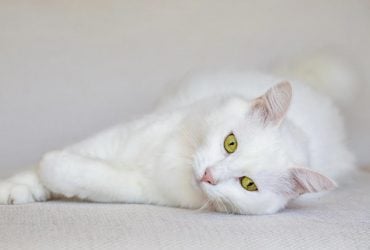 Вчені дослідили, як і коли домашні коти потрапили у Китай