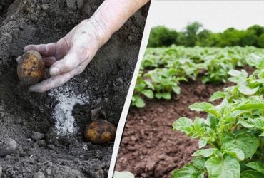 Хотите собрать урожай картошки дважды за сезон - не надо сыпать золу в лунку: вот почему
