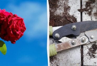 Не всі троянди потрібно обрізати навесні: садівникам розповіли, від чого це залежить