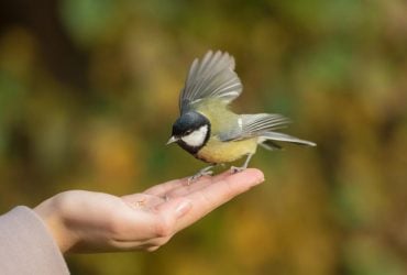 Жовтень в Україні завершиться теплом, але є неприємний нюанс