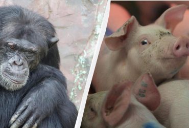 Фантастика чи правда: вчений заявив, що людина - гібрид шимпанзе і свині