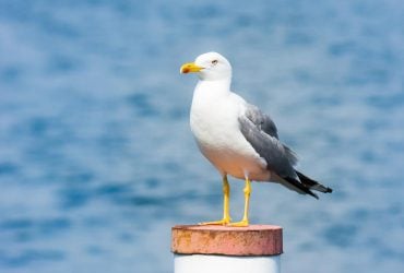 Понад 4000 кілометрів на крилах: дослідники виявили чайку-рекордсмена