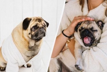 У жодному разі не можна гладити собаку, якщо він наляканий: ось чому