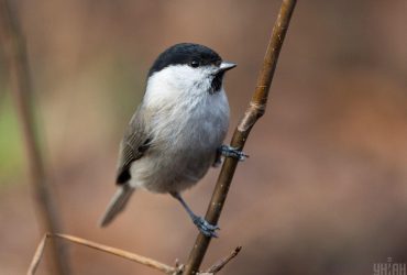 Коли в Україні почне теплішати: синоптикиня уточнила прогноз