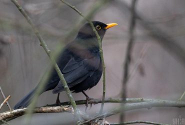 Цього тижня погода в Україні зміниться: до чого готуватися (карта)