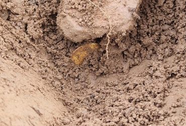 Знахідка всього життя: у Шотландії любителі виявили колекцію давніх золотих і срібних монет (фото)