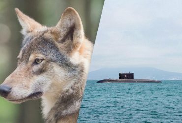 Біолог розповів, як вовки навчили людей ефективно знищувати морські судна