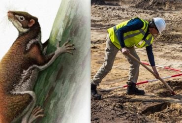 Археологи обнаружили останки животного, которое может быть древним родственником человека