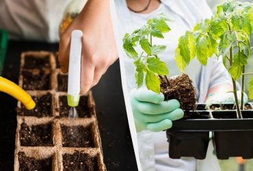 Рассаду нужно поливать в это время суток: будет лучше расти