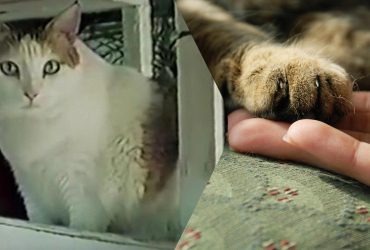 У раціоні були кава та вино: стало відомо, скільки років прожила найстаріша кішка