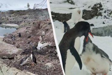 Полярники показали, як сухопутний нахаба відбирає їжу в пінгвіна (відео)