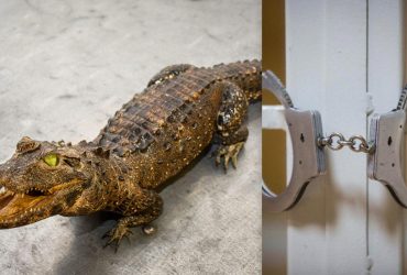 У Польщі українець потрапив у скандал через контрабанду опудала рідкісного крокодила