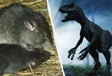 Как первым млекопитающим удалось выжить в эпоху динозавров: ученые назвали ключ к успеху