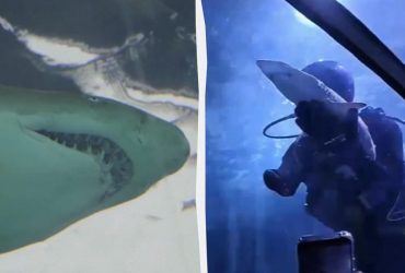 У сіднейському акваріумі зняли на відео історичні пологи акули-няньки