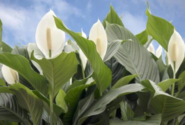 Жіноче щастя цвістиме цілий рік: садівниця назвала три доступні добрива для спатифілуму