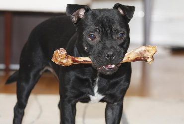 Чому пес ховає кістки по всій квартирі та як його відучити: 5 простих порад