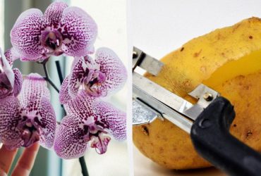 Чим підживити орхідею: садівник назвав добриво, яке є на кожній кухні