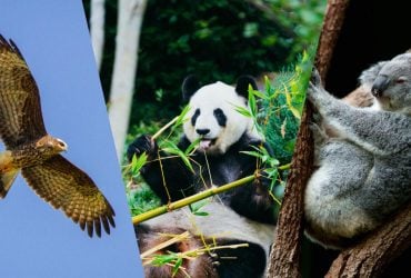 Біолог розповів про 5 тварин, які дотримуються суворої дієти