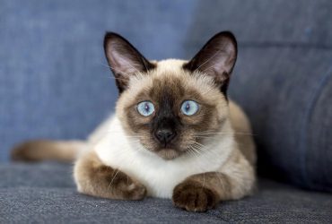 Какие коты самые дружелюбные: названы 12 лучших пород