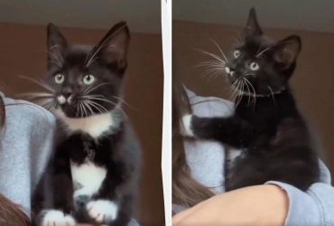 Котенок впервые увидел птиц: в сети завирусилось умилительное видео