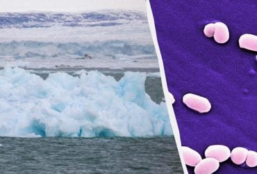 Миру могут угрожать вспышки неизвестных ранее болезней: биолог предупредил об опасности