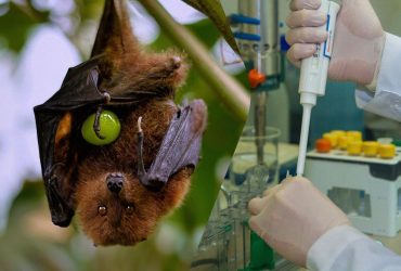 В Бразилии обнаружили новый вид коронавируса у летучих мышей: угрожает ли он людям