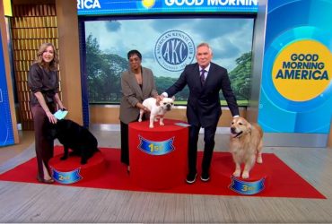 Кінологи назвали три найпопулярніші породи собак у 2025 році