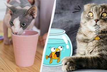 10 продуктов, которые категорически нельзя давать котам: вы удивитесь